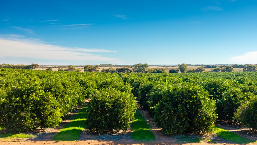 Riverland citrus orchard , South Australia
