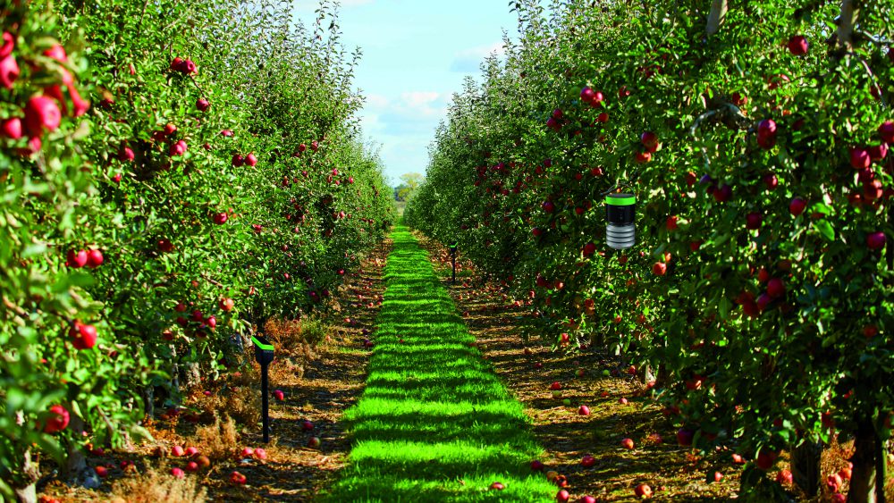 picture of a Ripe Apples in Orchard ready for harvesting,Morning shot